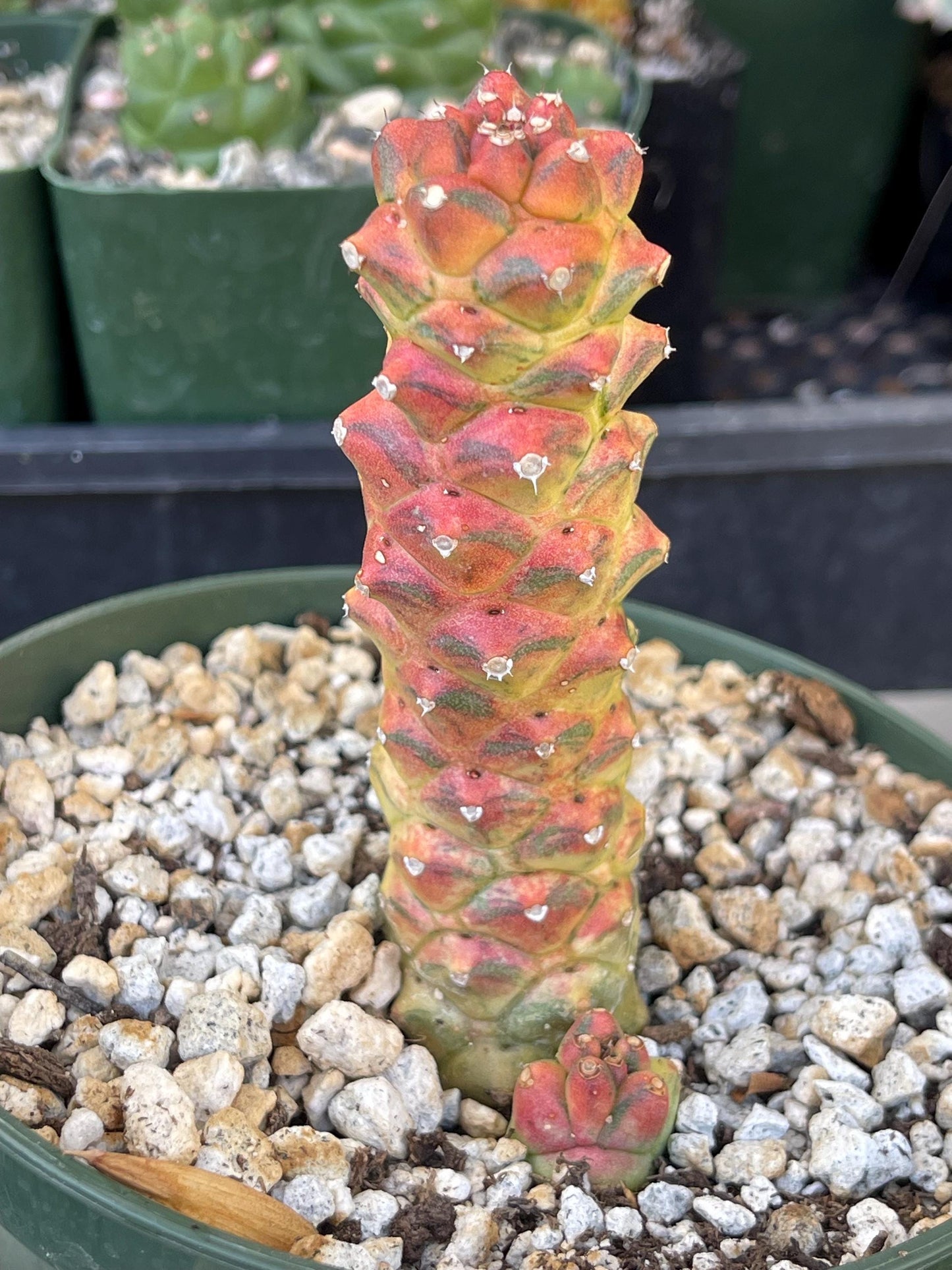 Variegated Monadenium Ritchei | Rare Item | Live Succulent