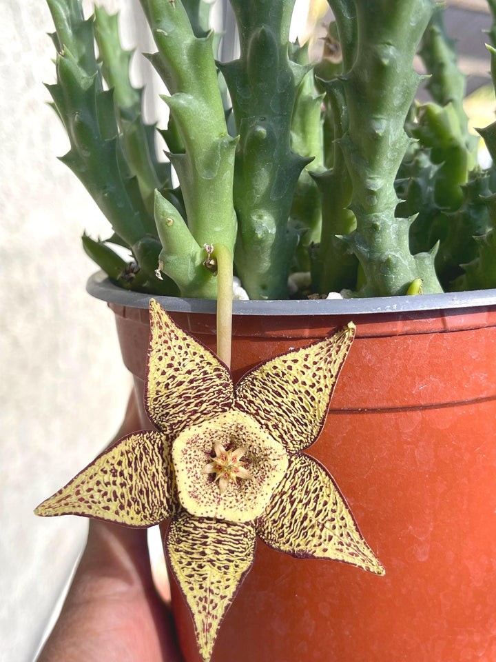 Golden Stapelia Orbea | Starfish Flower | Life Saver | Live Plant