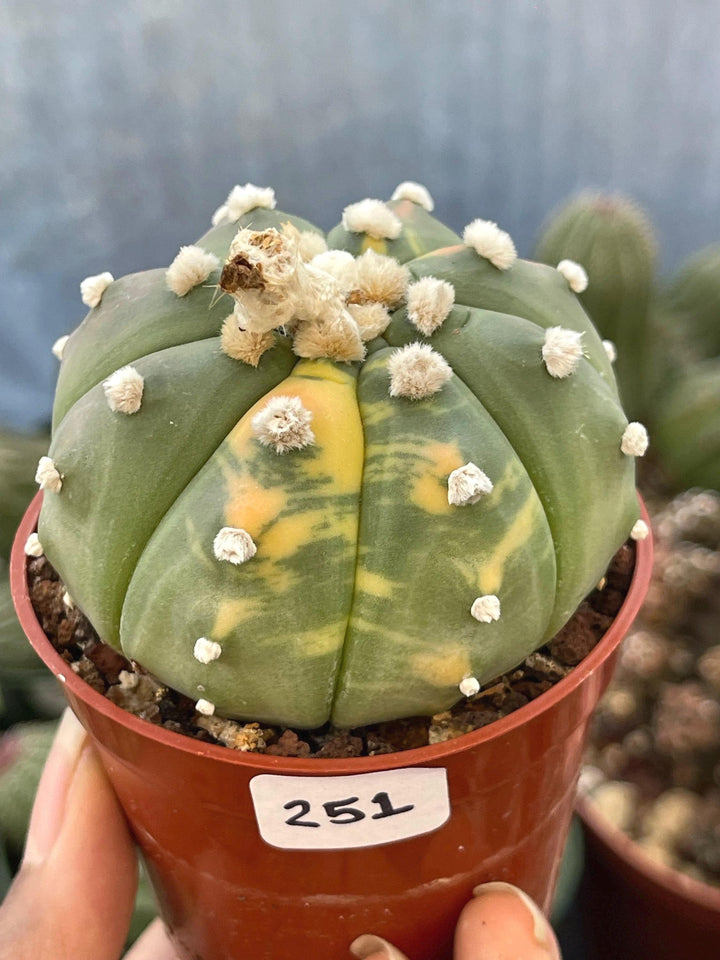 Variegated Astrophytum | Live cactus | rare cactus