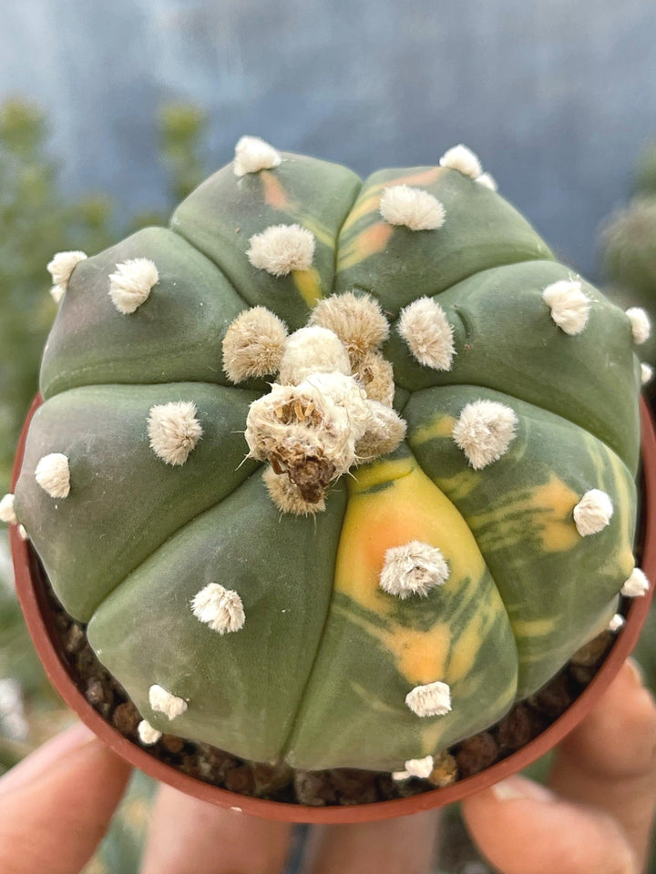 Variegated Astrophytum | Live cactus | rare cactus