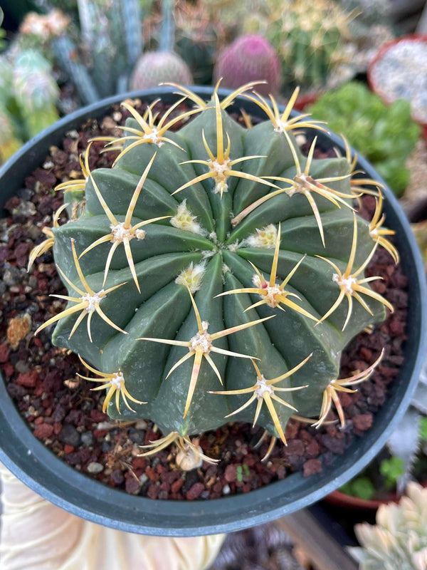 Ferocactus Macrodiscus Cactus | Live Cactus