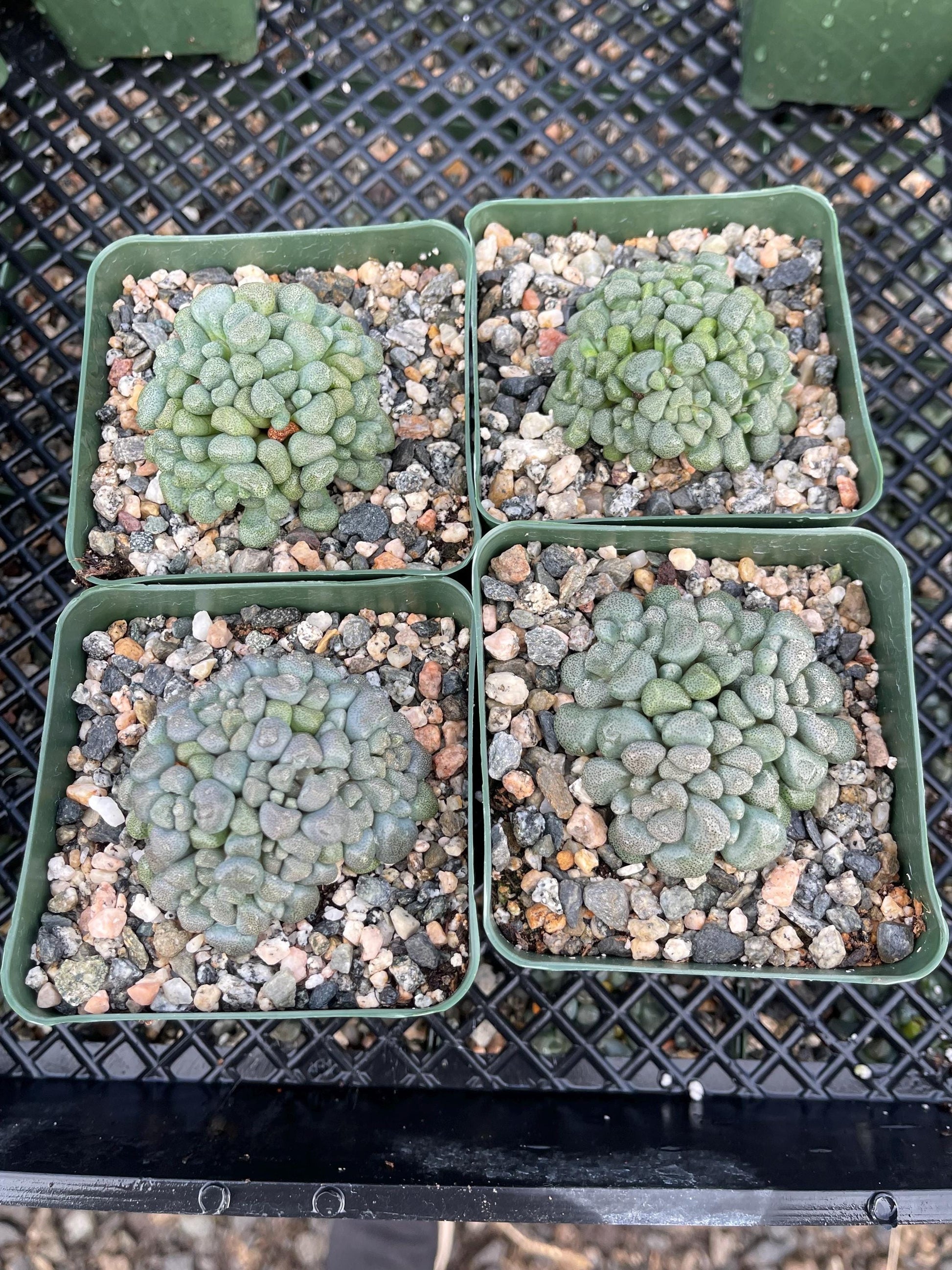 Aloinopsis schooneesii | Living Stone | Liveplants | Rare Plant