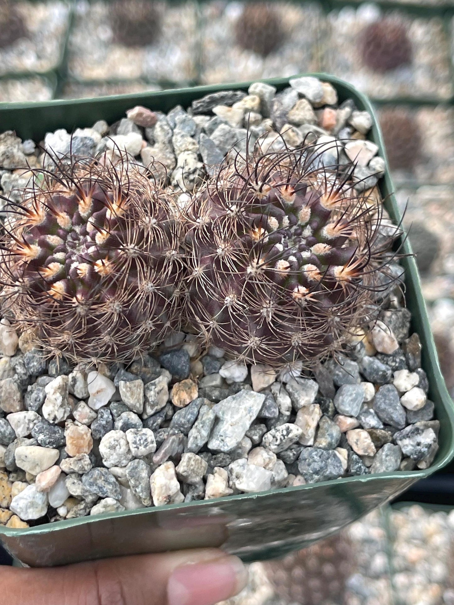 Neoporteria Bicolor | Live Cactus | Live Plant