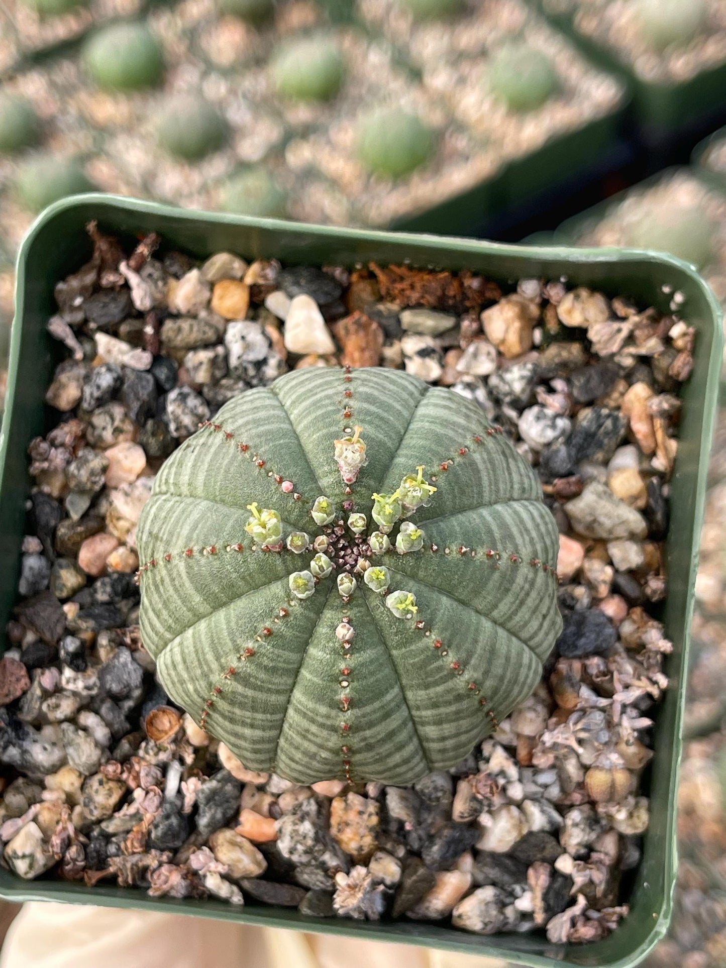 Euphorbia Obesa| Rare Plant | Live Plant | Live Cactus