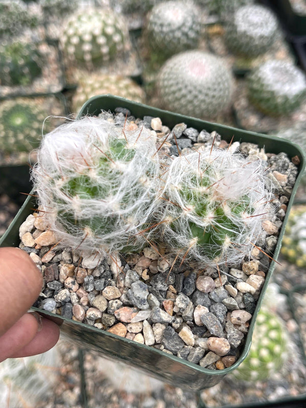 Oreocereus Trollii | Old Man Cactus | Live Cactus