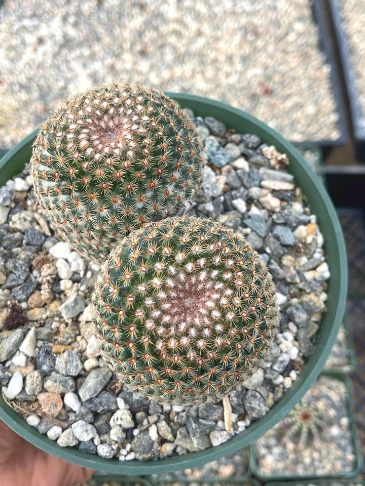 Mammillaria Huitzilopochtli with flower buds | Live Cactus