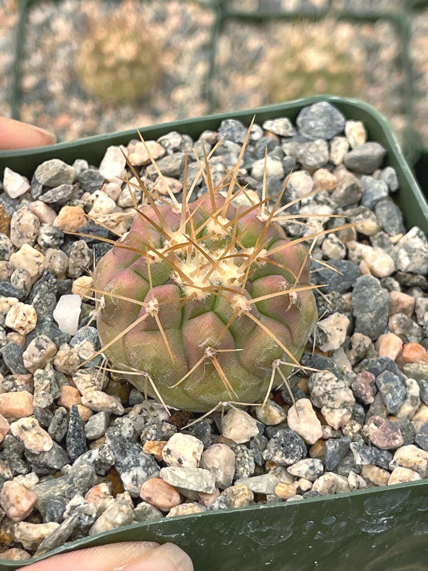 Copiapoa Haseltoniana | Rare Cactus | Live Plant | Rare Plant