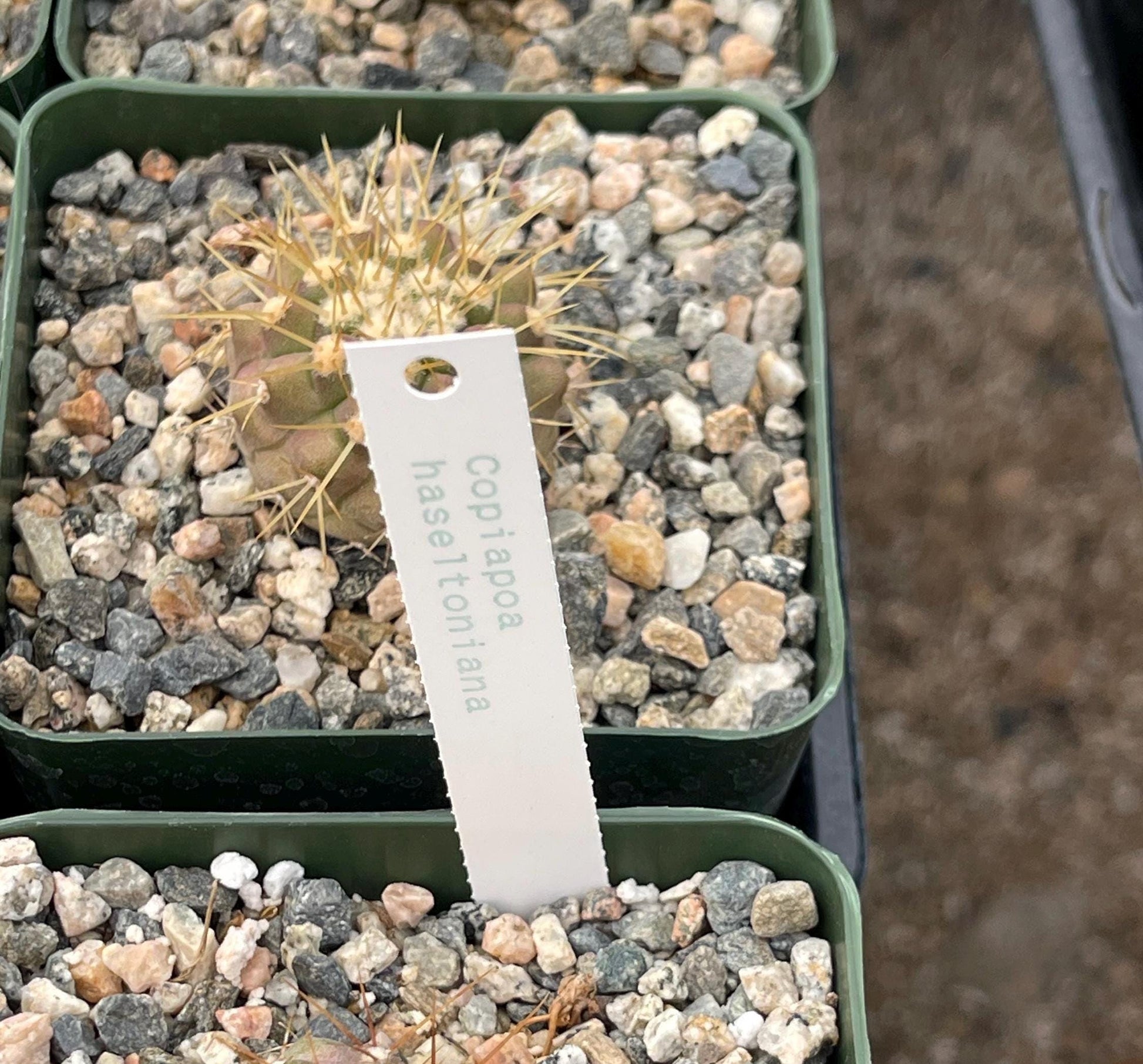 Copiapoa Haseltoniana | Rare Cactus | Live Plant | Rare Plant