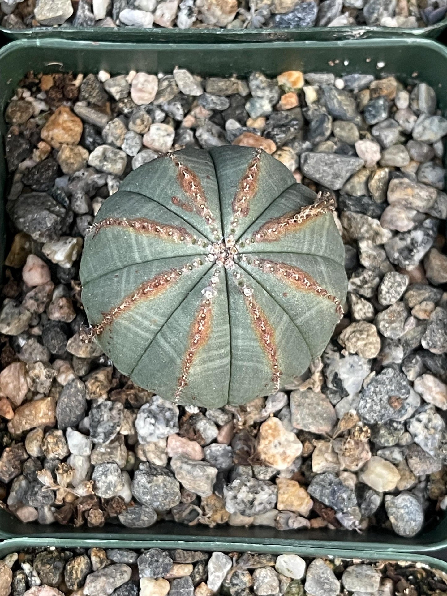 Euphorbia Obesa| Rare Plant | Live Plant | Live Cactus