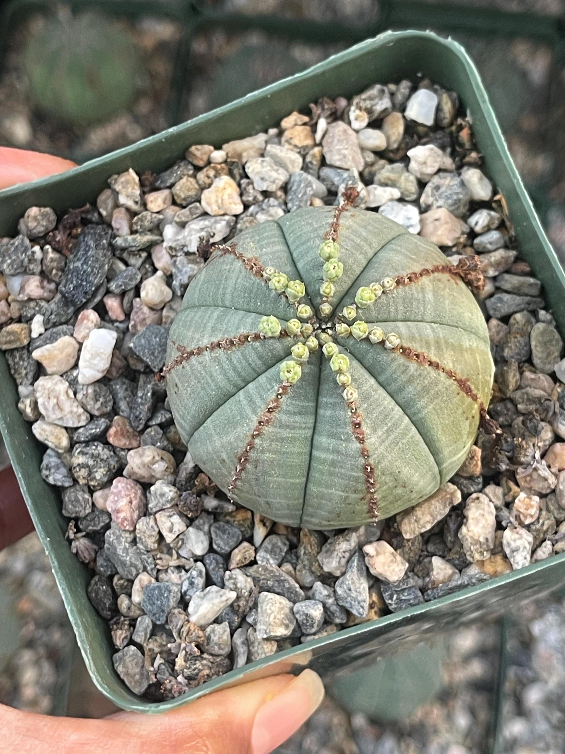 Euphorbia Obesa| Rare Plant | Live Plant | Live Cactus