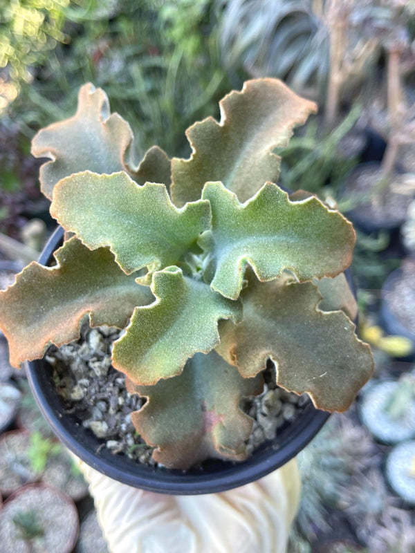 Kalanchoe beharensis ‘Fang’ | Live Succulent | Fuzzy Succulent