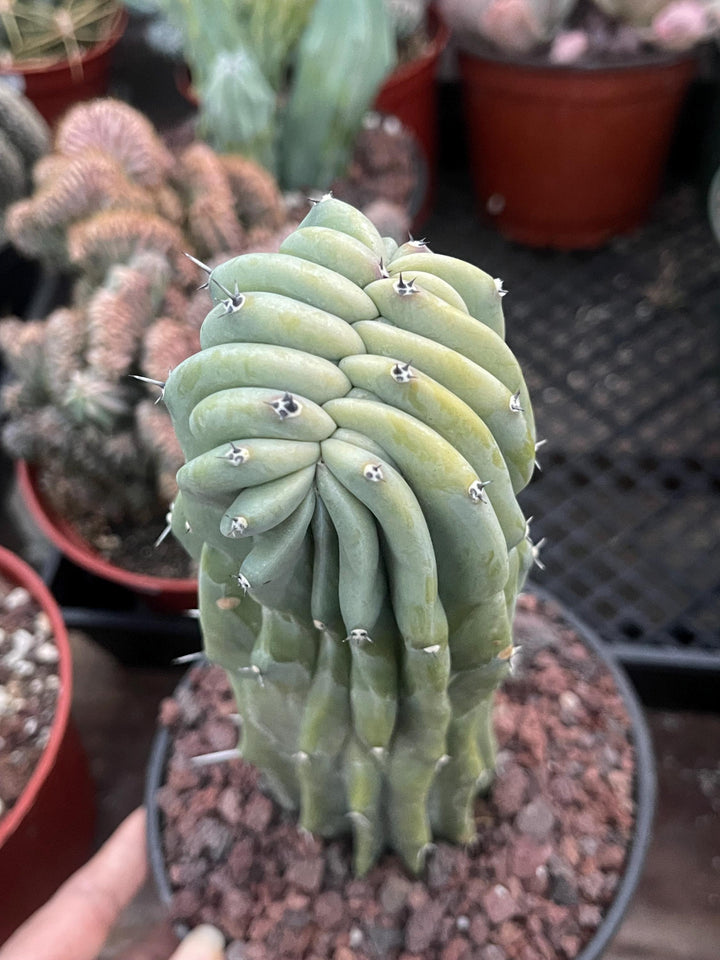 Crested Myrtillocactus Geometrizans | Crested Blue Myrtle Cactus | Blue Candle