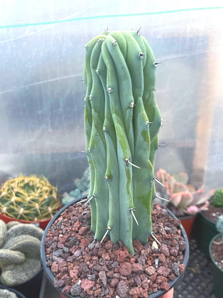 Crested Myrtillocactus Geometrizans | Crested Blue Myrtle Cactus | Blue Candle