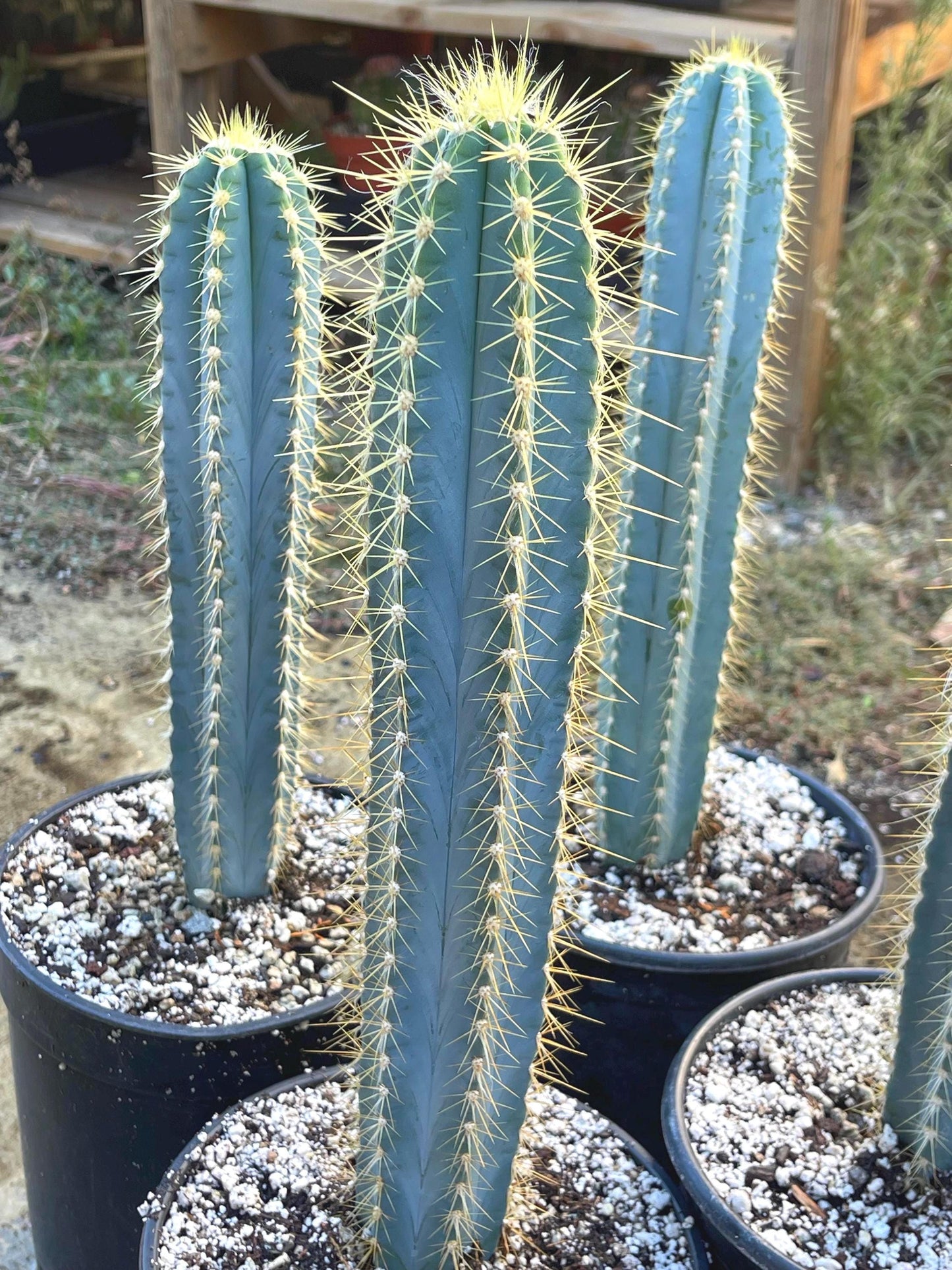 Blue Torch, Pilosocereus Azureus | Blue Cactus