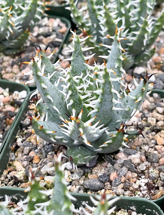 Aloe Erinacea | Live Aloe | Live Plant