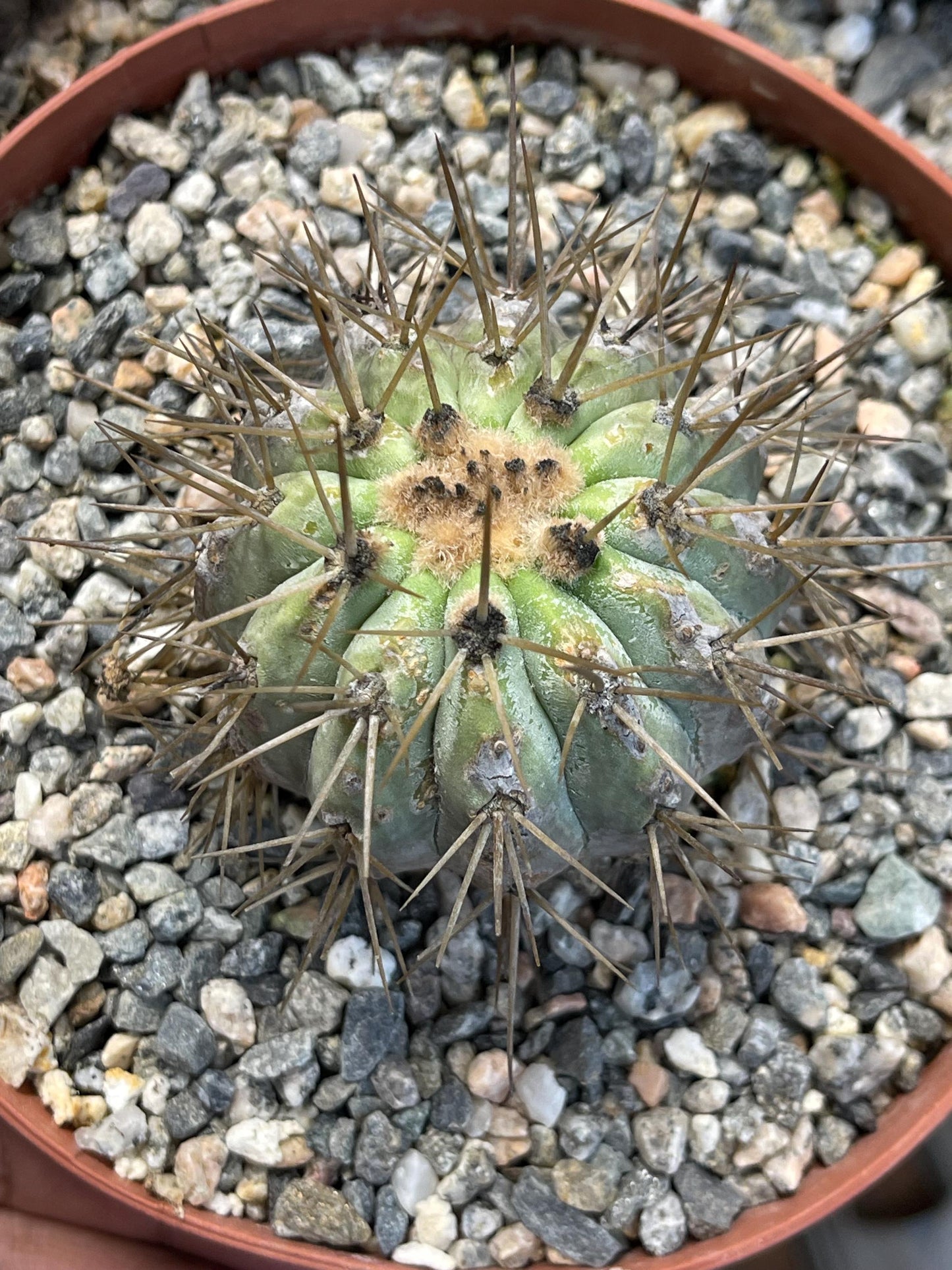 Copiapoa Haseltoniana | Rare Cactus | Live Plant | Rare Plant