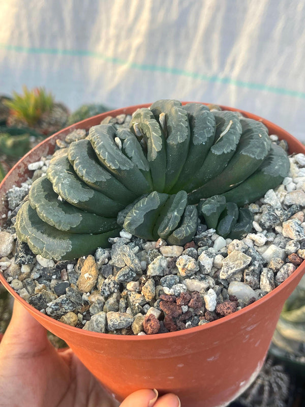 Haworthia Trun cata | Rare Item | | Live Succulent