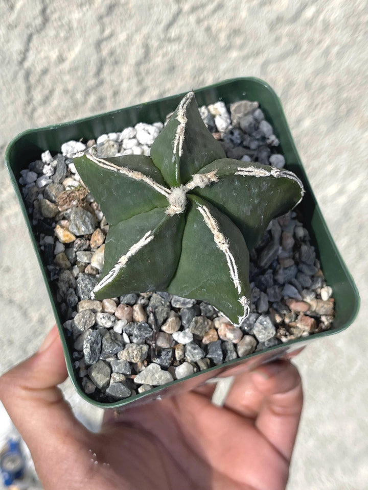 White Ribs Astrophytum Nudum | Live Plants | Live Cactus