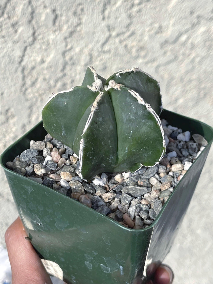 White Ribs Astrophytum Nudum | Live Plants | Live Cactus