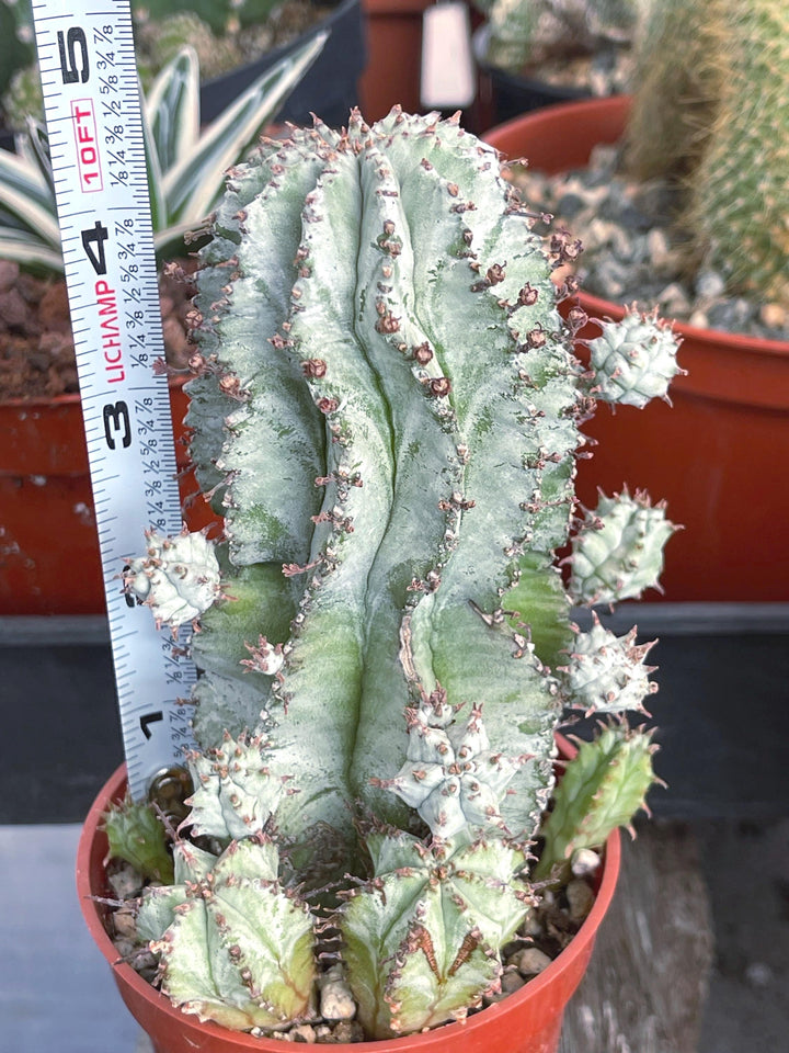 Euphorbia Snowflake Hybrids with pups | Rare Cactus | Live Plant