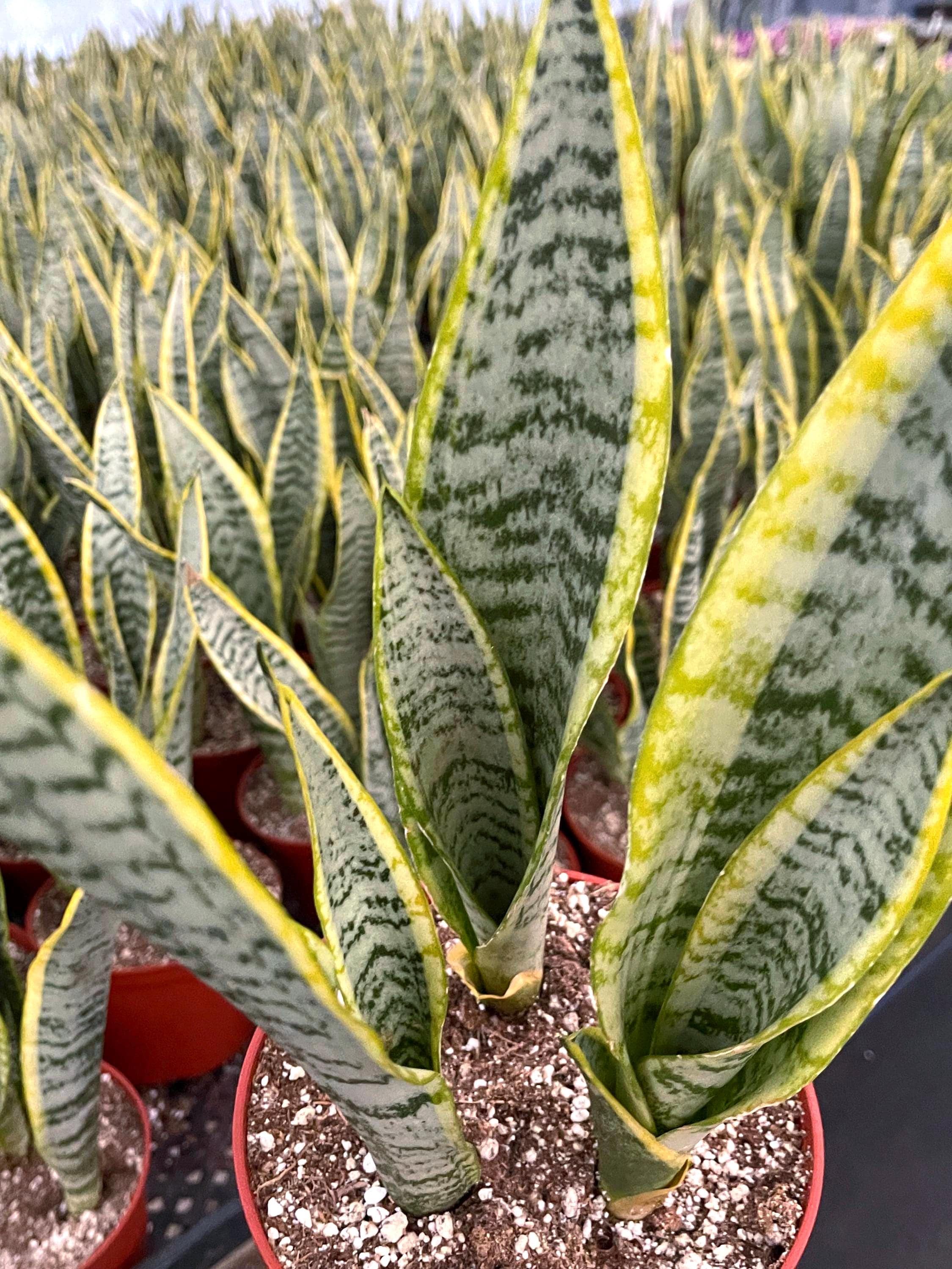 Beleaf And Grow Snake Plant