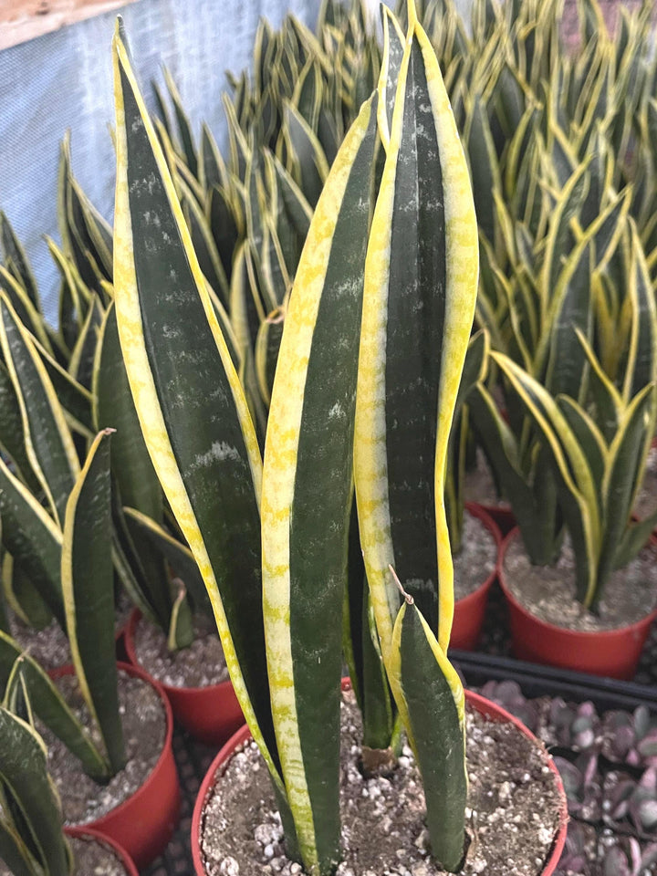 Snake Plant | Sansevieria | Live House Plant