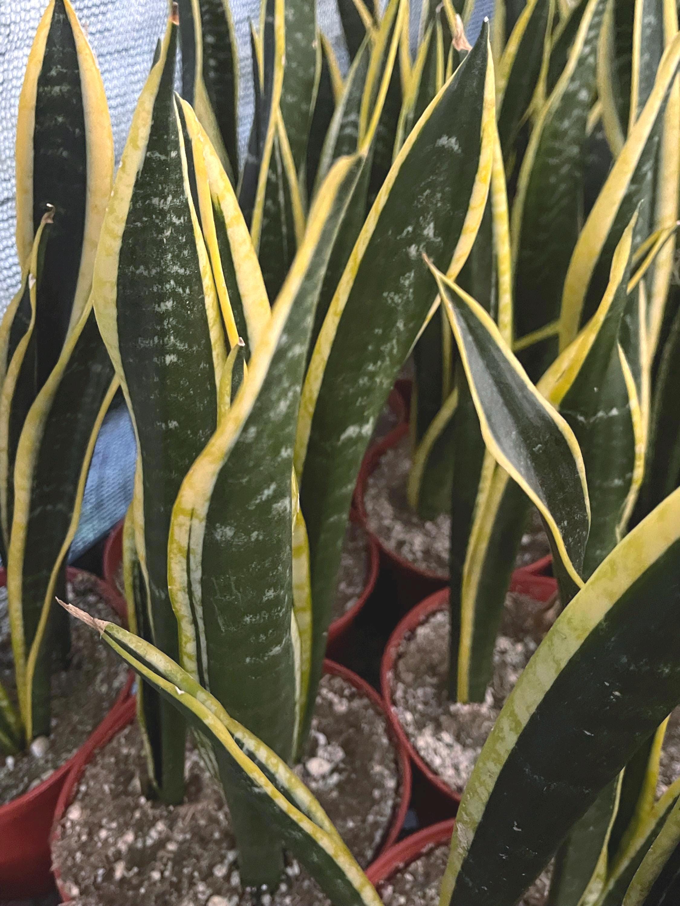Beleaf And Grow Snake Plant - Thumbnail 4