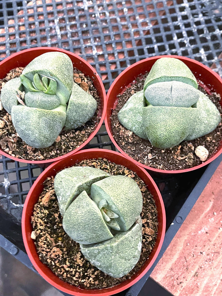 Split Rock Succulent | Pleiospilos nelii