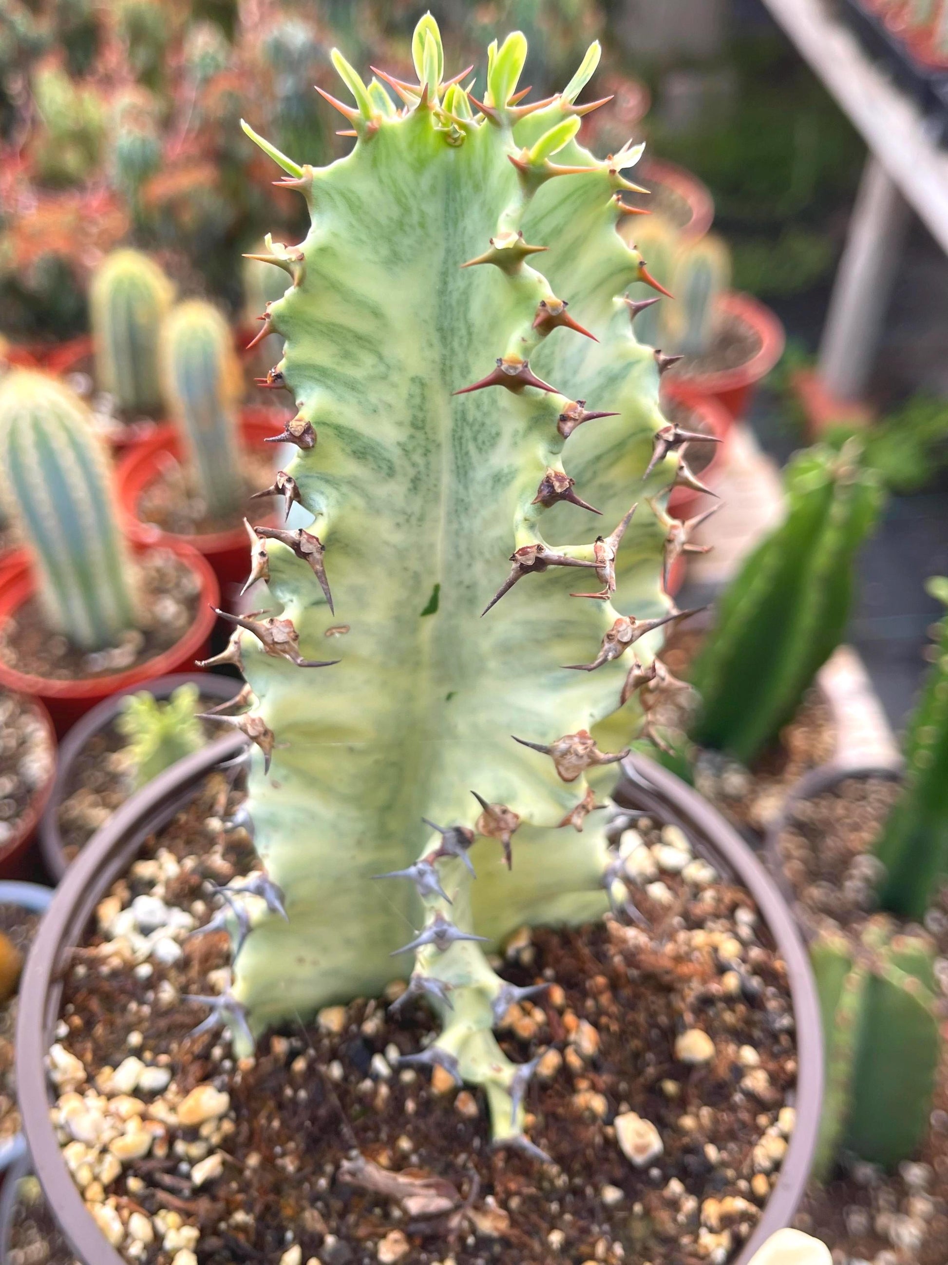 Euphobia Ammak | African Candelabra Euphorbia | Live Cactus