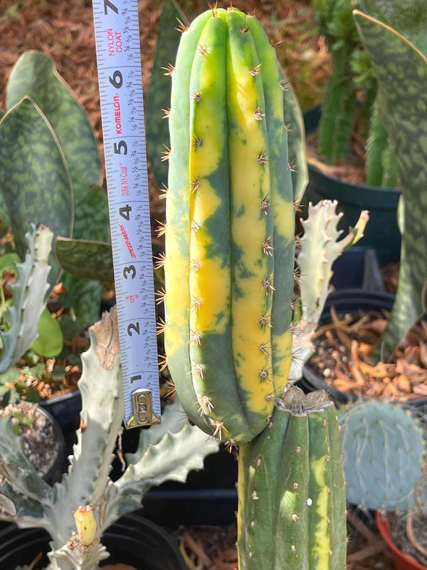 Variegated Cactus | Live Cactus | Live Plant | Rare Plant