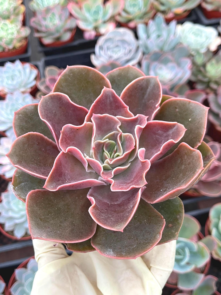 4” Echeveria Fireglow | Rare Succulent | Live Plant