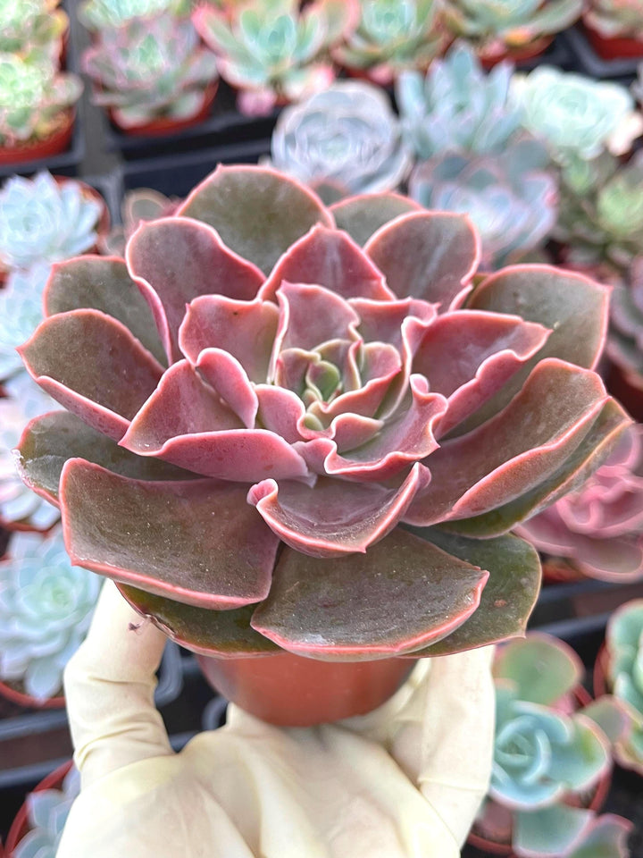 4” Echeveria Fireglow | Rare Succulent | Live Plant