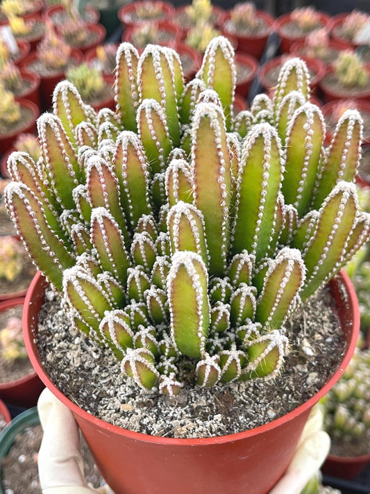 Fairy Castle Cactus | Fairytale Castle | Live Plant