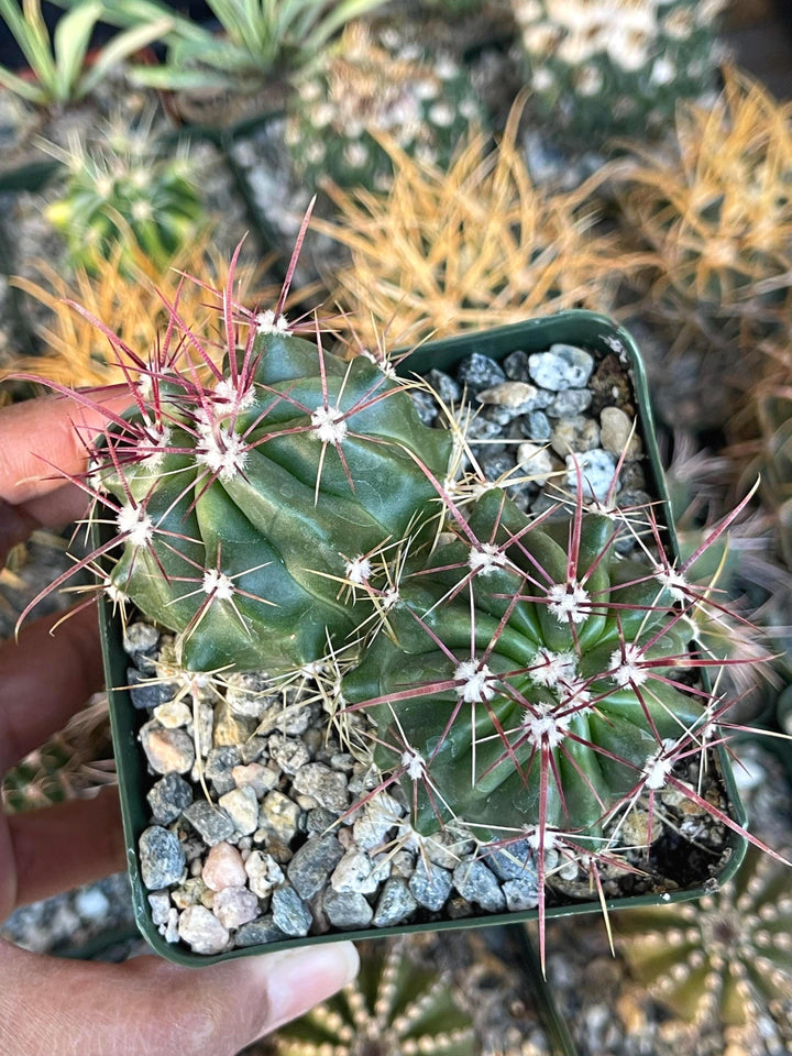 Ferocactus gracilis coloratus | Red Barrel Cactus | Rare Cactus | Live Plant