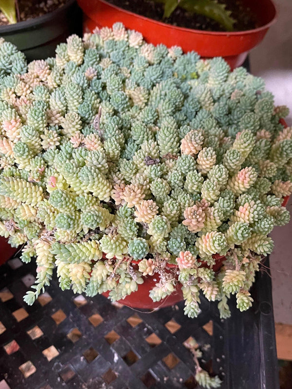 Sedum Dasyphyllum Major | Corsican Stonecrop | Blue Tears Sedum