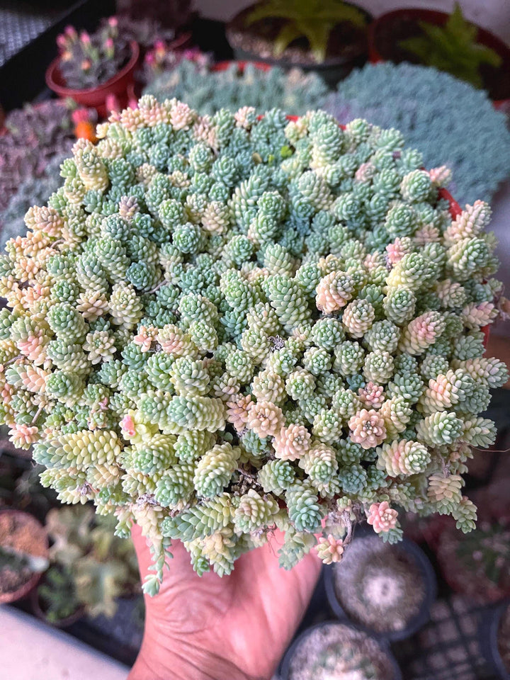 Sedum Dasyphyllum Major | Corsican Stonecrop | Blue Tears Sedum