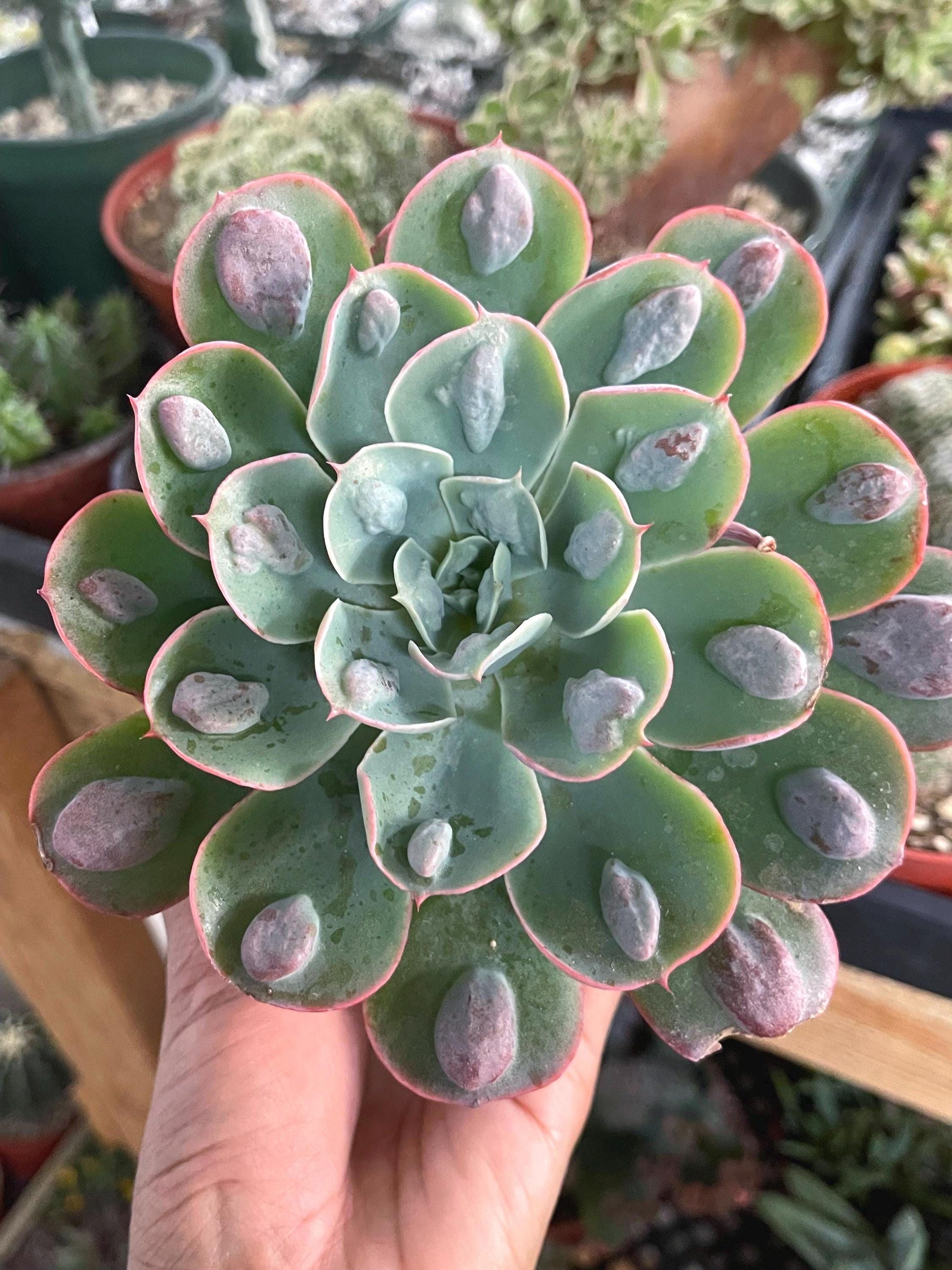 Echeveria Raindrops | Echeveria succulent | Live Plant