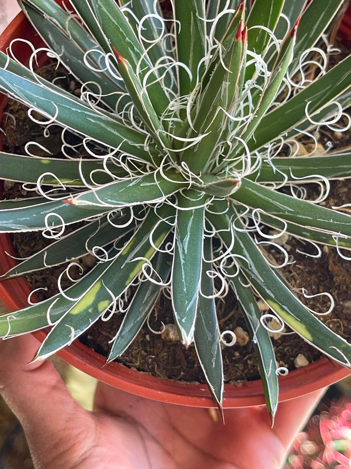 Variegated Agave Leopoldii | Live Plant | Live Agave