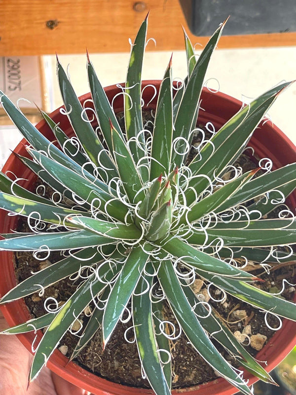 Variegated Agave Leopoldii | Live Plant | Live Agave