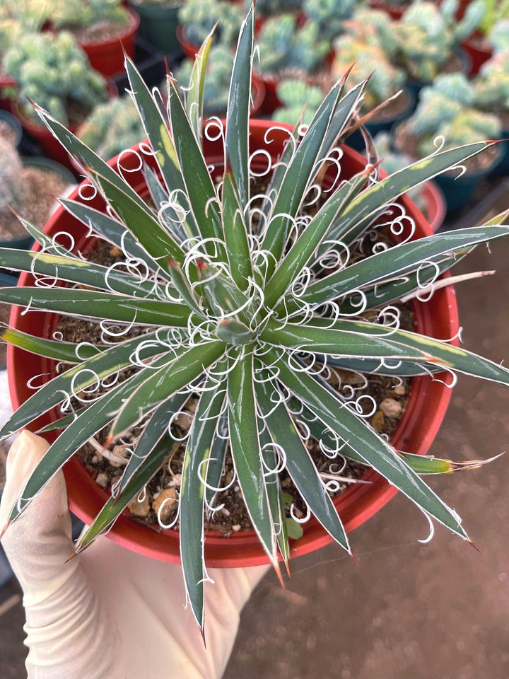 Variegated Agave Leopoldii | Live Plant | Live Agave