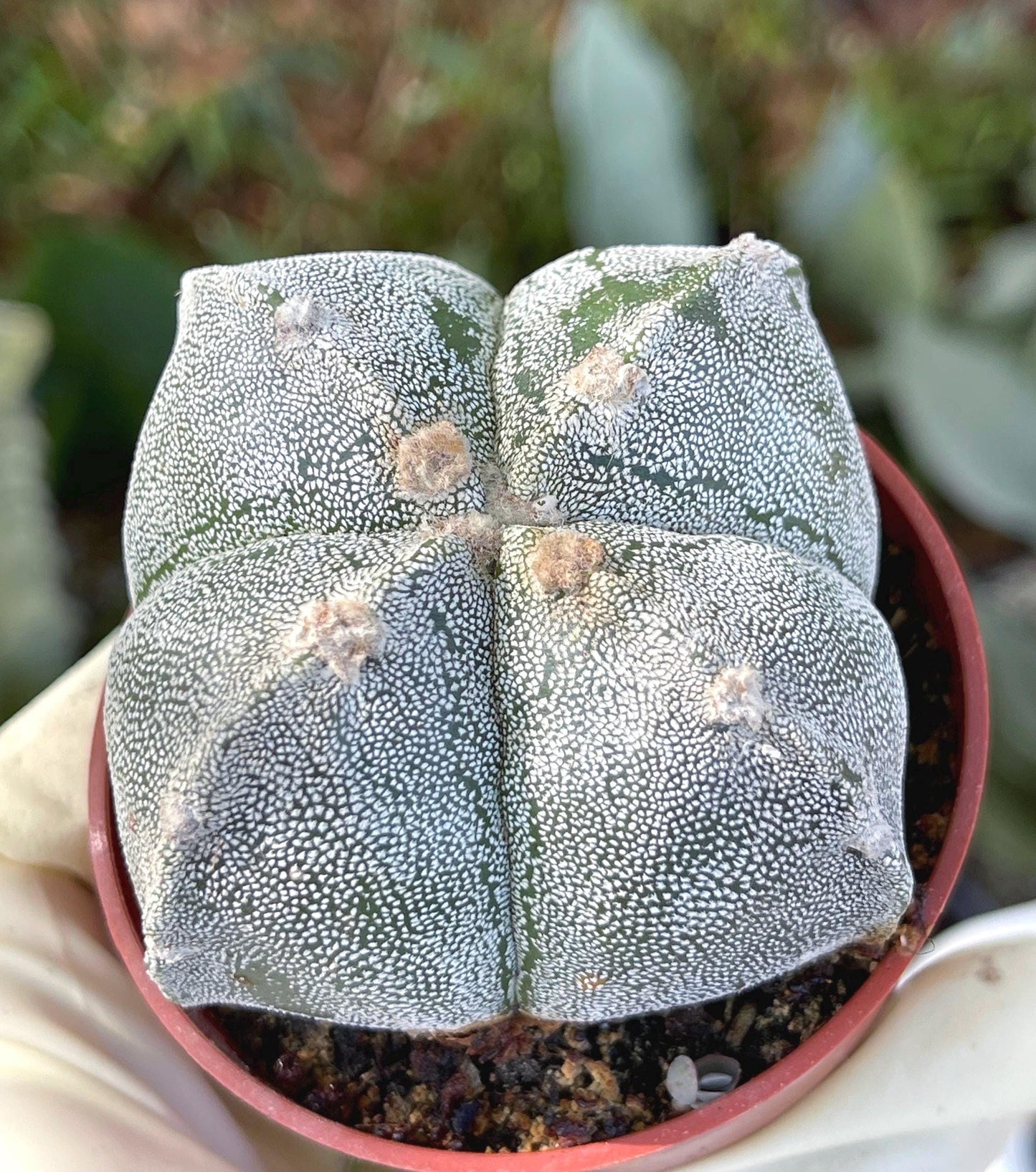 Astrophytum | Bishop Cap cactus | 5 ribbed | Live Plant