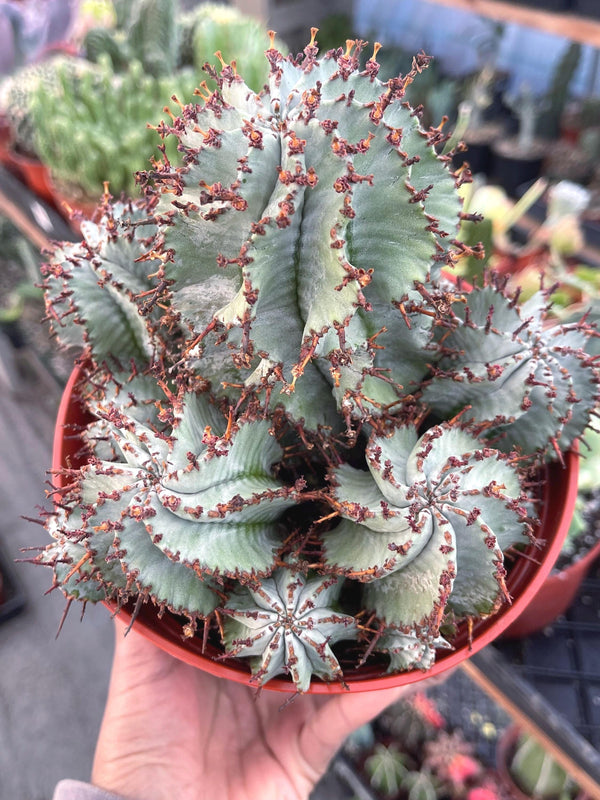 Euphorbia Snowflake Hybrids with pups | Rare Cactus | Live Plant