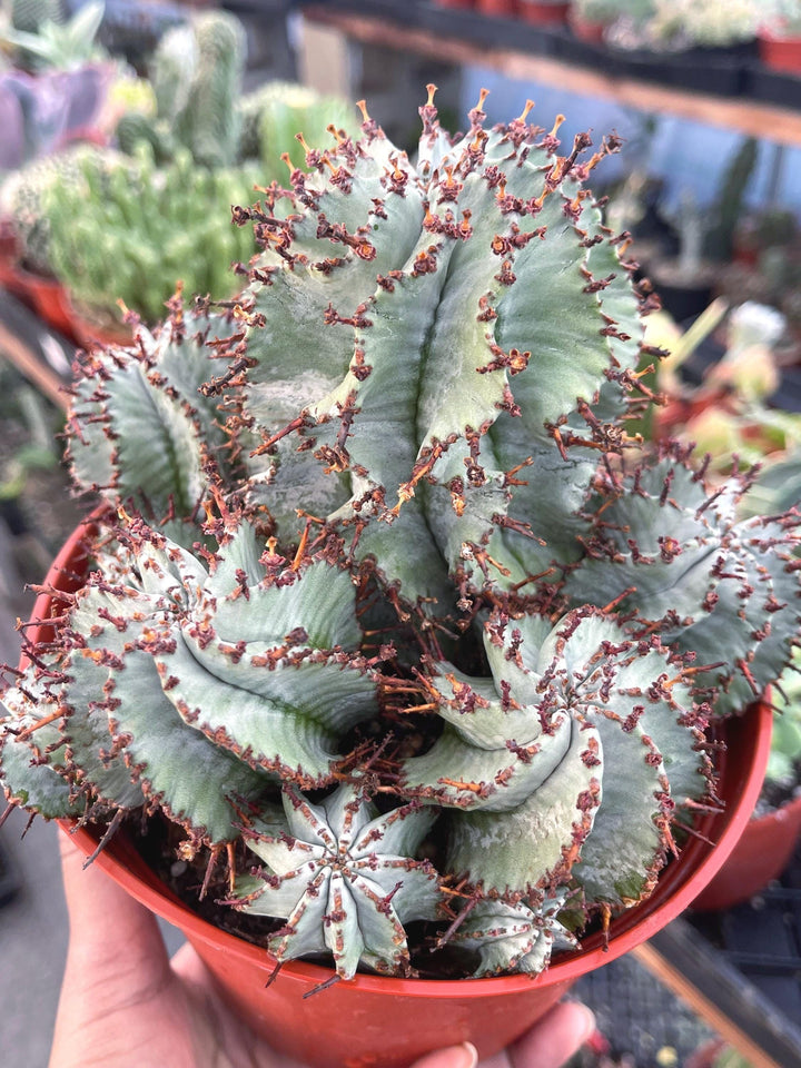 Euphorbia Snowflake Hybrids with pups | Rare Cactus | Live Plant