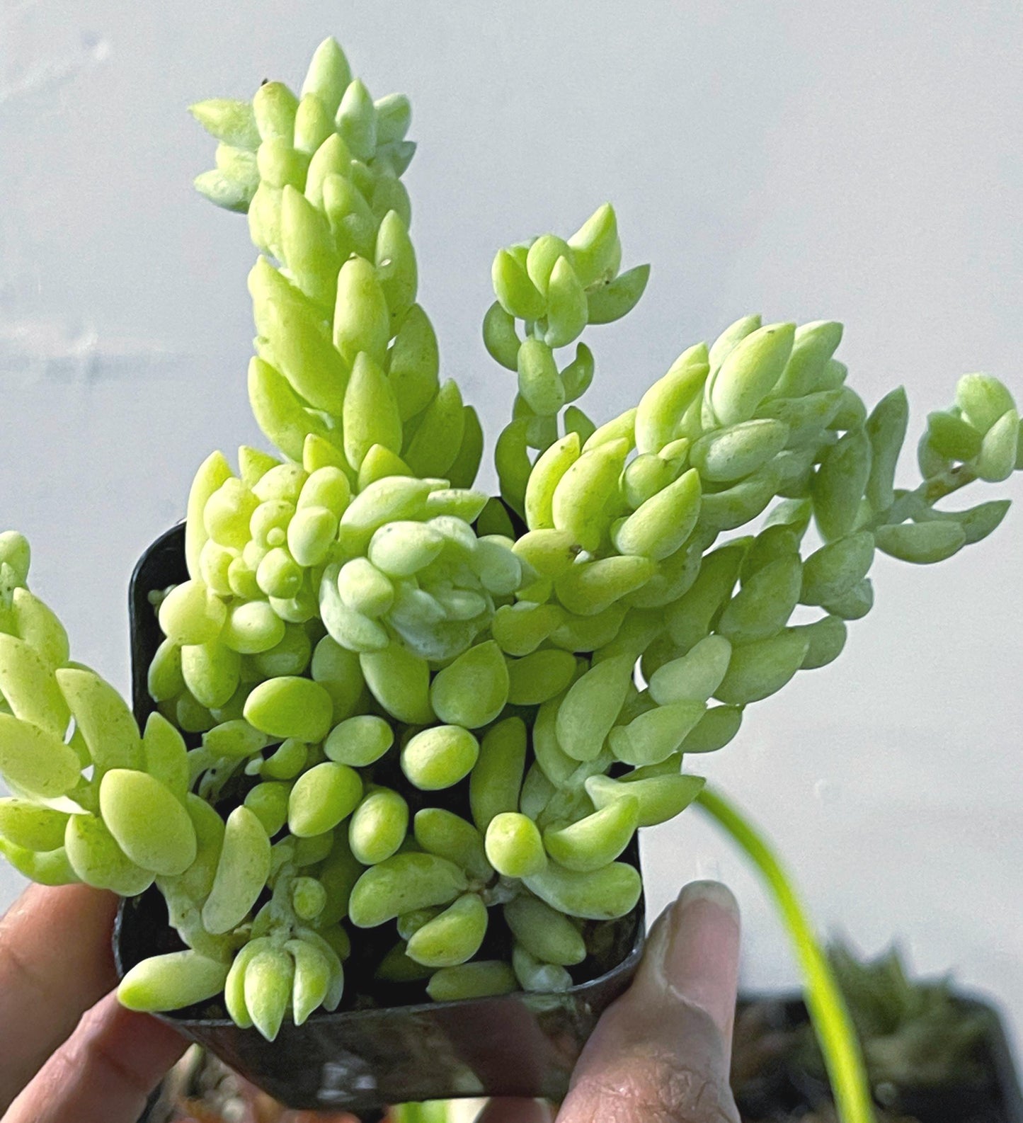 Donkey Tail | Sedum Morganianum | Live Plant