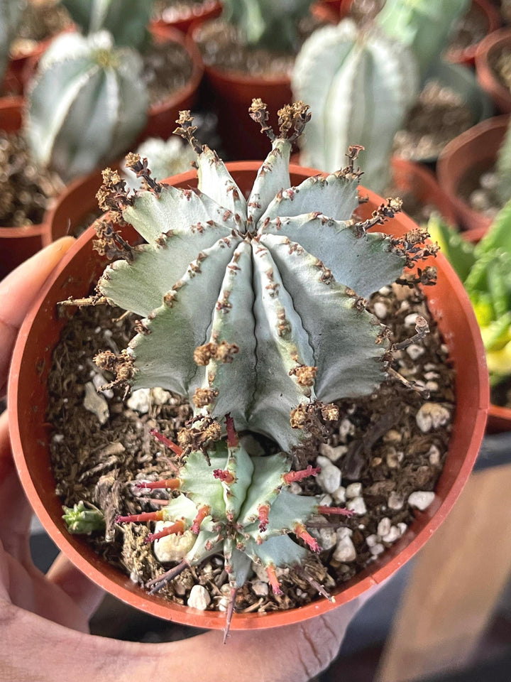 Euphorbia Snowflake Hybrids with pups | Rare Cactus | Live Plant