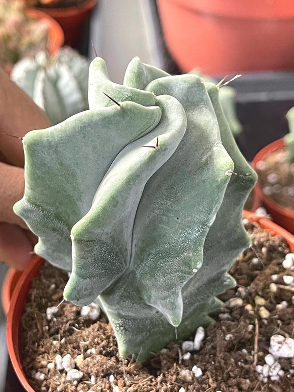 Stenocereus pruinosus spiralis (Gray Ghost Organ Pipe, Spiral Form