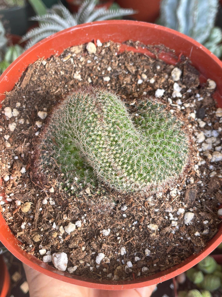 Crested Mammillaria | Rare Plant | Live Plant