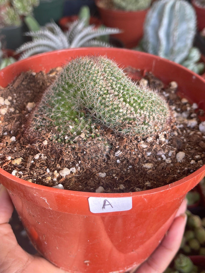 Crested Mammillaria | Rare Plant | Live Plant