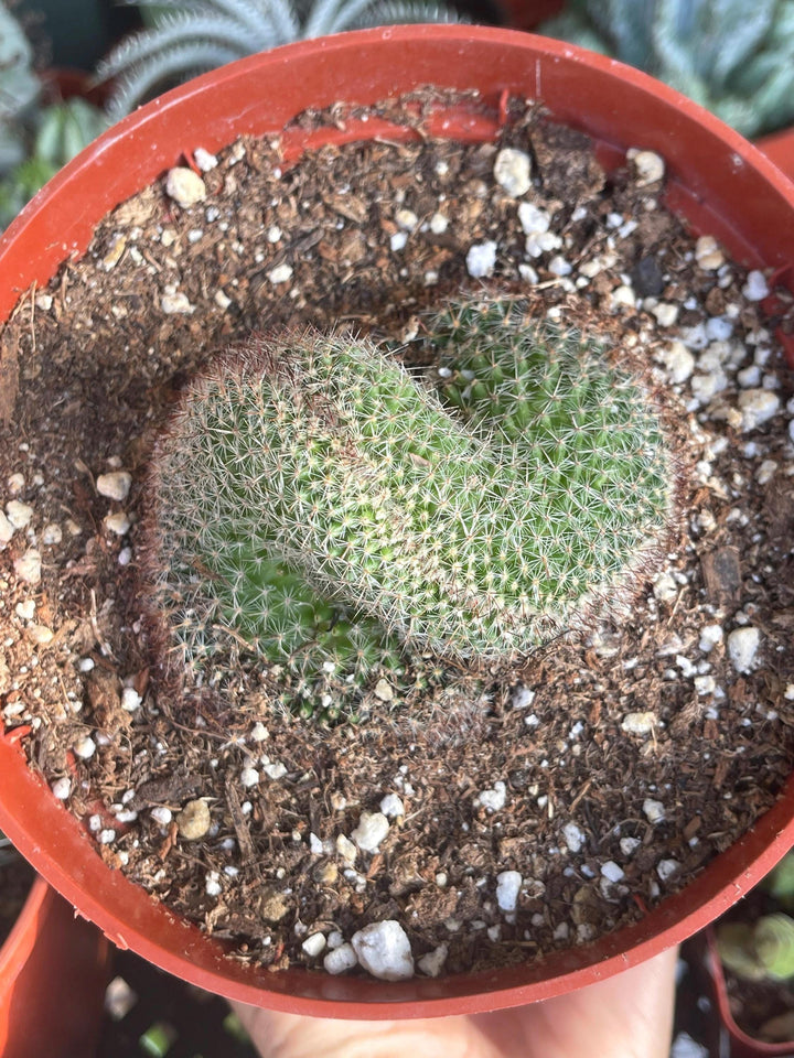 Crested Mammillaria | Rare Plant | Live Plant