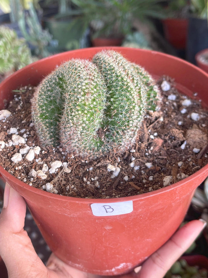 Crested Mammillaria | Rare Plant | Live Plant